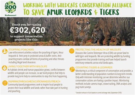 Finland Saving Amur Leopards And Tigers Wildcats