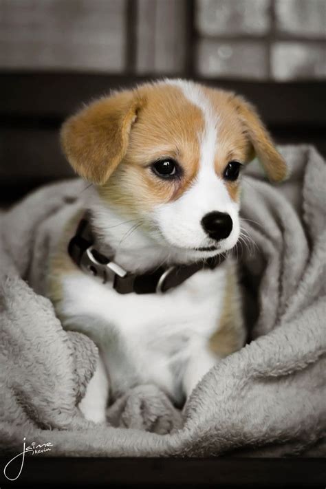 500px Hello Mochi By Kevin Jaime Dog Life Dogs And Puppies Cute