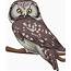 Boreal Owl Cartoon Vector Clipart  FriendlyStock