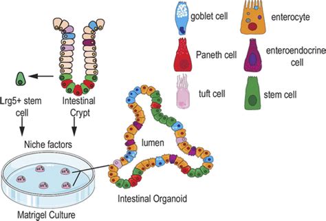 Intestinal Organoids In Coculture Redefining The Boundaries Of Gut