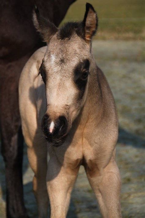 They can be very similar in coloration, however the dun dilution gene will always display primitive markings and a dorsal stripe. Chexy, my buckskin paint filly 2016 | Horses, American quarter horse, Beautiful horses