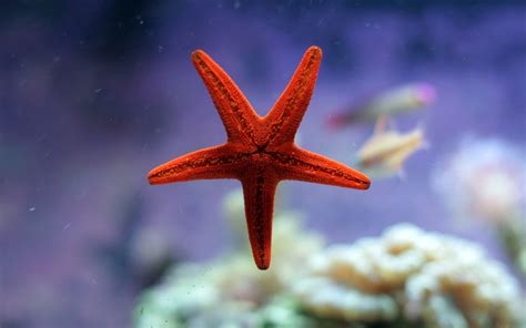 Download and print these animal, starfish coloring pages for free. Starfish HD wallpaper | HD Latest Wallpapers