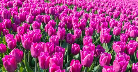 Dark Pink Blooming Tulips From Close Stock Photo Image Of Bulb Fresh