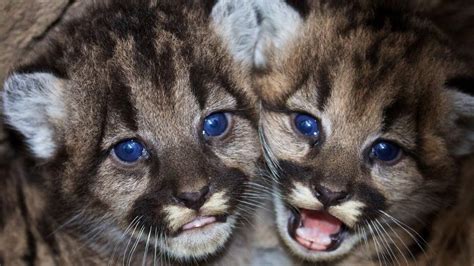 Baby Mountain Lions Rhardcoreaww