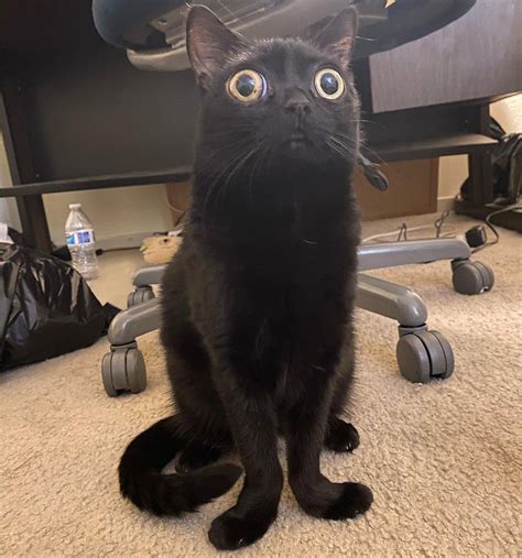 California Cat With Big Eyes And Wonky Feet Will Become Mayor Of Hell
