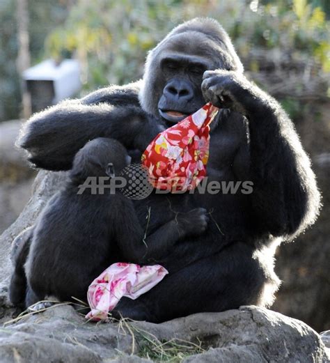 12月 20, 2019 | 投稿者: 上野動物園でゴリラの赤ちゃん誕生 写真1枚 国際ニュース：AFPBB ...