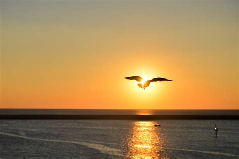 Free Images Sea Coast Horizon Silhouette Bird Sun Sunrise