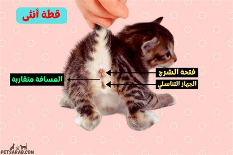 كيف تعرف القط الذكر من الانثى
