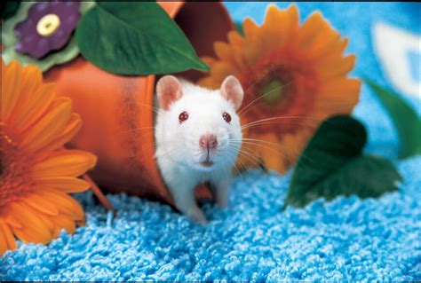 Testing Cosmetics and Household Products on Animals | PETA