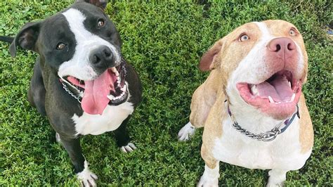 Dubuque Regional Humane Society Adoption