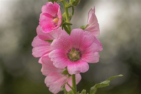 Hollyhock Flower Photograph By John Greene
