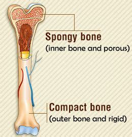Learning histology was never so easy! Difference between spongy bone and compact bone | Body ...