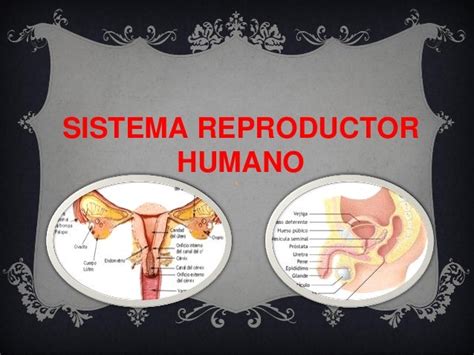 El Sistema Reproductor Humano