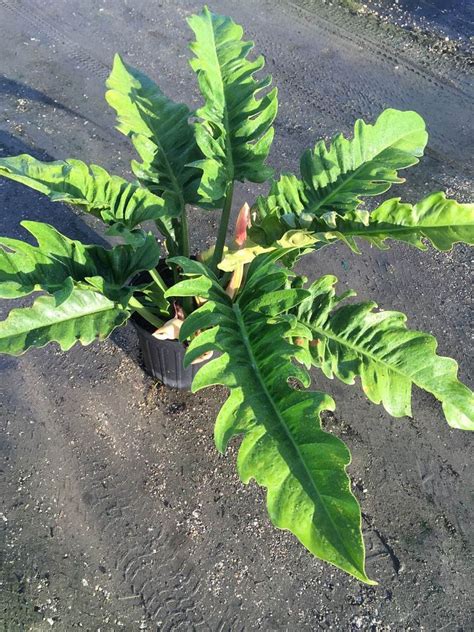 Requests for healthy plant care & prevention advice belong in one of the related subreddits listed on jungle boogie was on this east patio for a while and doing fine until we had a solid week of driving. Philodendron, 3G / 10", Jungle Boogie | Philodendron plant ...