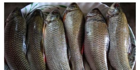 Rohu Fish In Telugutamil Malayalamimage Telugu Fish