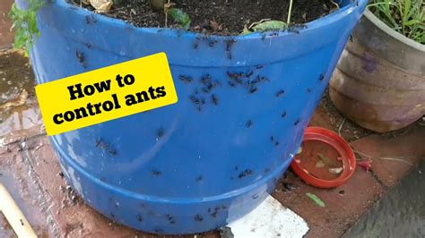 Sprinkling your average ant powder around the affected areas is a good idea. How to control ants in the garden? Using borax powder..#93 ...