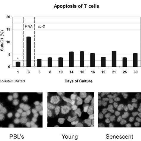 Immunostaining Of P16 Protein In The Cells At Different Stages Of