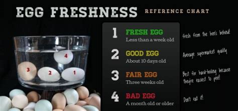 How To Tell If An Egg Is Fresh How To Instructions