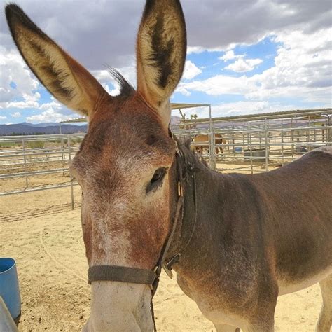 Donkey Vs Mule Vs Hinny Horses Donkey Mules