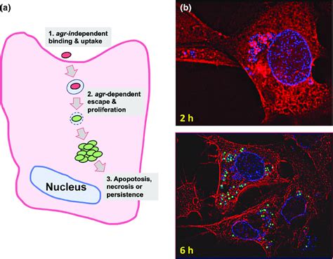 a intracellular uptake of s aureus into non professional epithelial download scientific