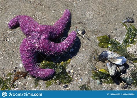 Vibrant Purple Sea Star On The Beach In The Sun Waiting For The Tide To