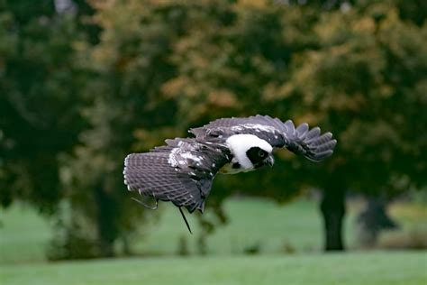 Free Images Wing Animal Cute Wildlife Beak Eagle Predator