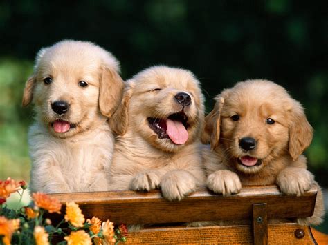 Golden Retrievers Animal Literature