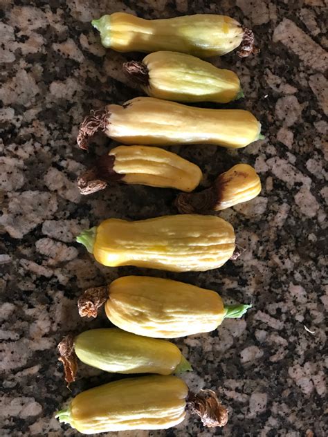 Check spelling or type a new query. vegetables - How can I grow better shaped yellow squash ...