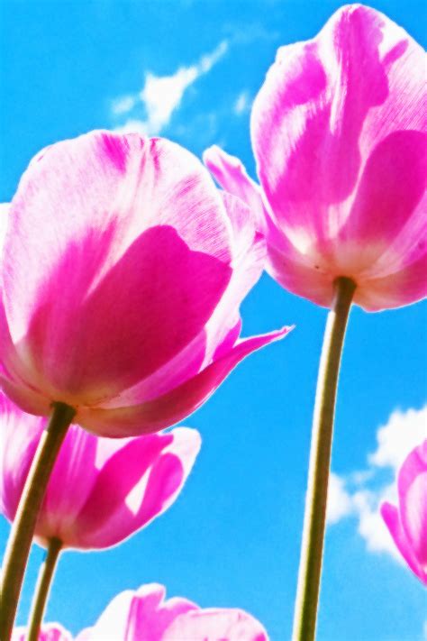Tumblr tema theme floral azul chrome themes themebeta. floral backgrounds on Tumblr