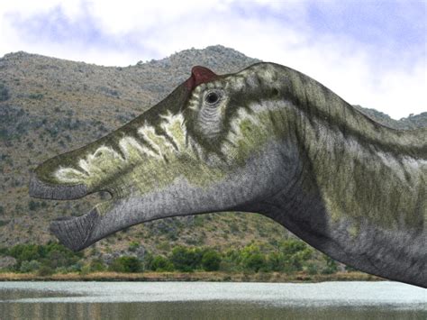 Prosaurolophus Wikiwand