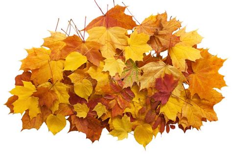 Autumn Golden Leaves Maple Isolated Stock Photo Image Of Orange