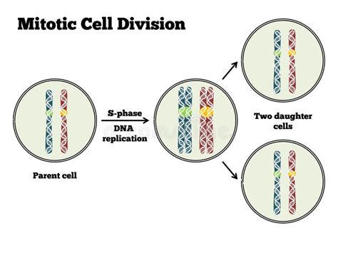 Mitosis Mitotic Cell Division Stages And Significance Images