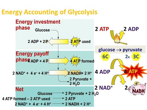 Ppt Cellular Respiration Phase Glycolysis It Takes Enzymes It