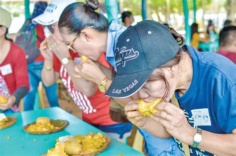 Guimaras Readies 10 Tons Of Mangoes Eat All You Can