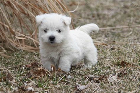 Meet Jake A Cute West Highland White Terrier Westie Puppy For Sale