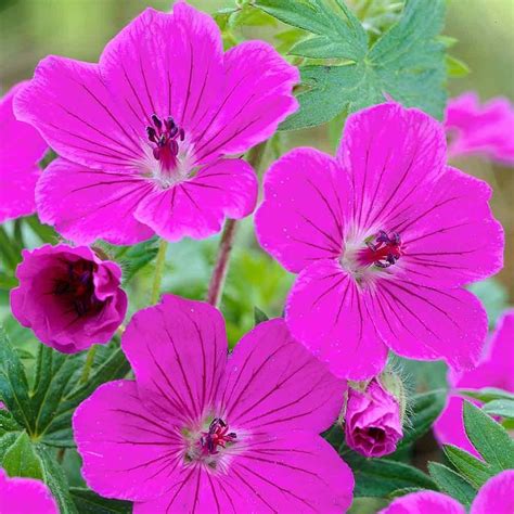The plant is a perennial ground cover. Possibly the longest flowering dwarf, ground cover ...