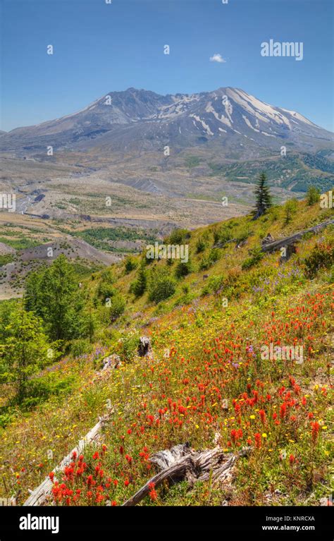 Mt St Helens With Wild Flowers Mt St Helens National Volcanic Monument