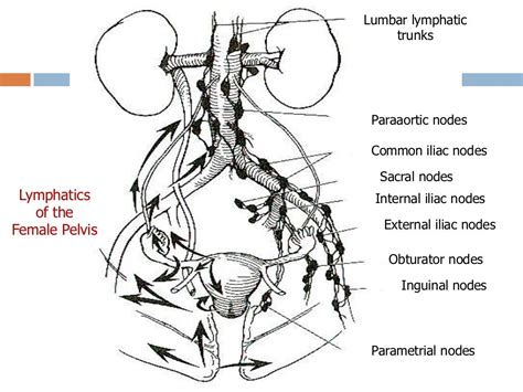Lymphatic Drainage Of Major Organs