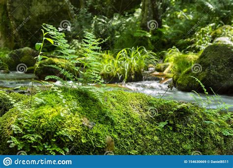 Ferns On Topo Of A Rock With Green Moss And Forest And Stream In The