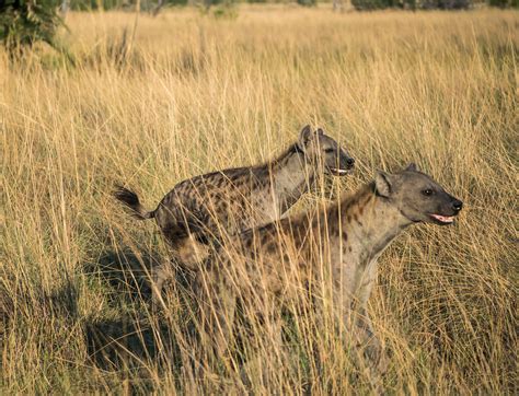 Hyena Okavango Delta Nxabega Camp Gerald Mcgee Flickr