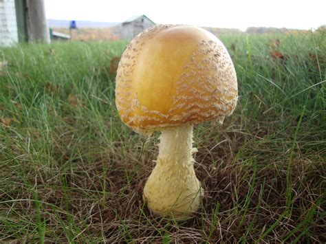 mushroom | Pics4Learning