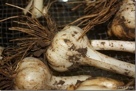 So when you're cooking at home, you want to be sure to rupture those cell walls in those garlic cloves using your preferred method. Garlic-It's Time to Harvest! - Sweet Pea