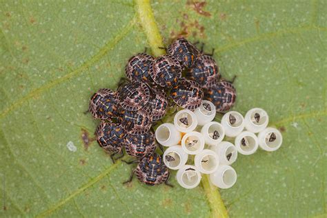 Green Stink Bug Hatchlings And Empty Eggs On Leaf By Stocksy