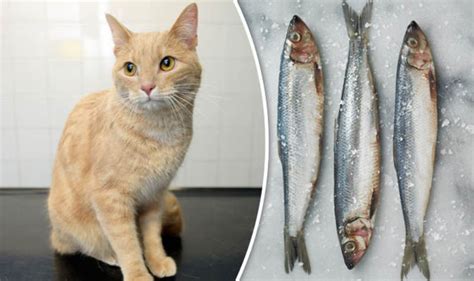 The question is very simple, can cats eat cooked salmon? Cat feeding warning - Feline almost died after eating fish ...