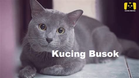 Mengenal Kucing Asli Indonesia Yang Tidak Kalah Lucu Dari 10 Ras Kucing