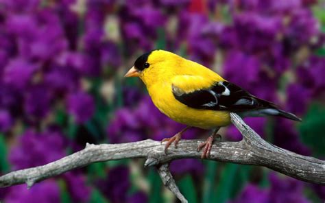 Nature Yellow Birds Depth Of Field Branches Goldfinch Wallpapers