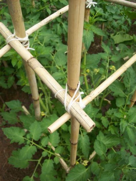 Homemade Bamboo Tomato Cages Cost 0 Tomato Cages Bamboo Garden