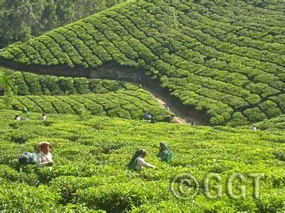 Yes, free parking is available to guests. Tea and Coffee Tour of South India - Geringer Global Travel
