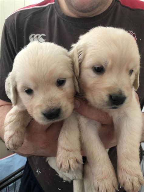 Golden Retriever Puppies Available For Sale Adoption In Philippines