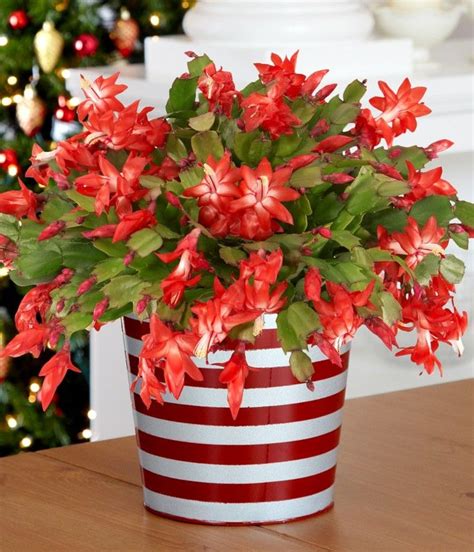 The most common christmas cactus pot material is ceramic. Buy Christmas Cactus Red Online | Best indoor plants ...